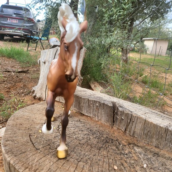 2021 premier club Braveheart - Picture 4 of 7